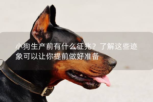 小狗生产前有什么征兆?了解这些迹象可以让你提前做好准备 小狗生产前有什么征兆?了解这些迹象可以让你提前做好准备
