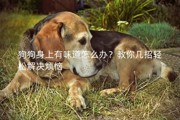 狗狗身上有味道怎么办？教你几招轻松解决烦恼