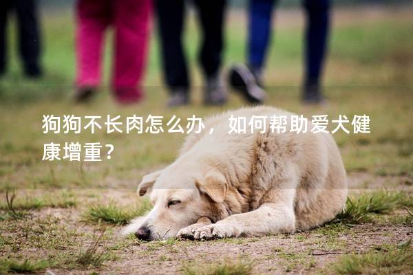 狗狗不长肉怎么办，如何帮助爱犬健康增重？