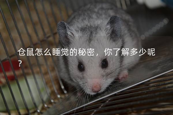 仓鼠怎么睡觉的秘密，你了解多少呢？