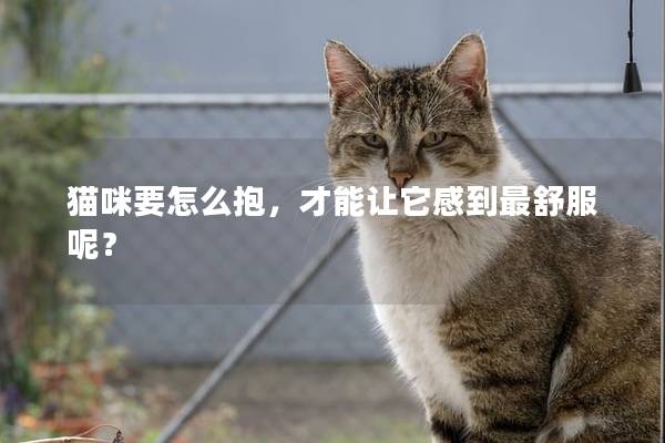 猫咪要怎么抱，才能让它感到最舒服呢？