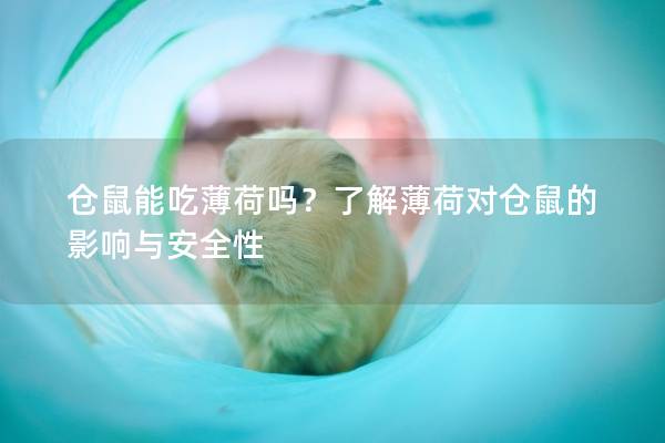 仓鼠能吃薄荷吗？了解薄荷对仓鼠的影响与安全性