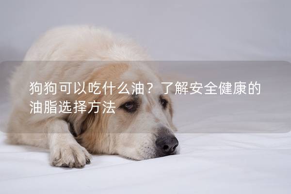 狗狗可以吃什么油？了解安全健康的油脂选择方法