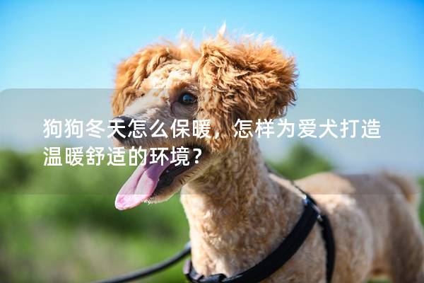 狗狗冬天怎么保暖,怎样为爱犬打造温暖舒适的环境? 狗狗冬天怎么保暖,怎样为爱犬打造温暖舒适的环境?