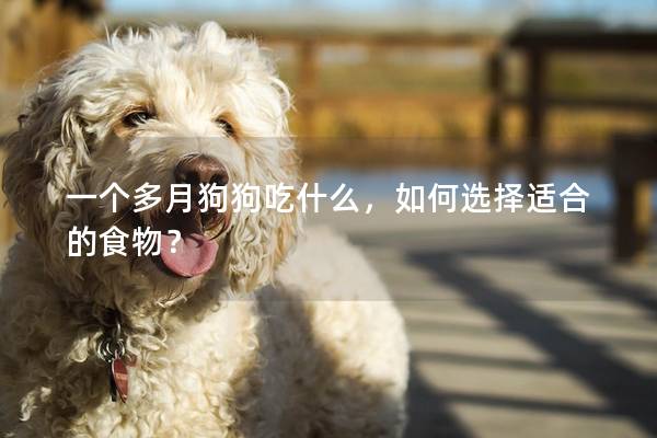 一个多月狗狗吃什么，如何选择适合的食物？