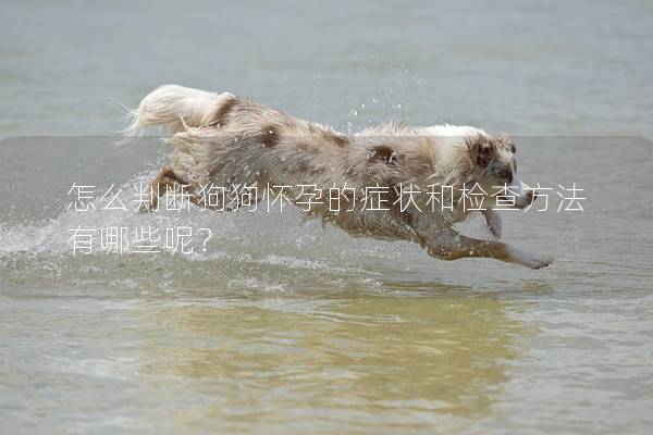 怎么判断狗狗怀孕的症状和检查方法有哪些呢？