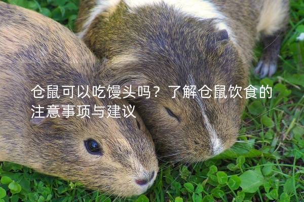 仓鼠可以吃馒头吗？了解仓鼠饮食的注意事项与建议