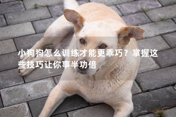 小狗狗怎么训练才能更乖巧？掌握这些技巧让你事半功倍