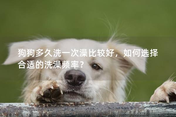 狗狗多久洗一次澡比较好,如何选择合适的洗澡频率? 狗狗多久洗一次澡比较好,如何选择合适的洗澡频率?