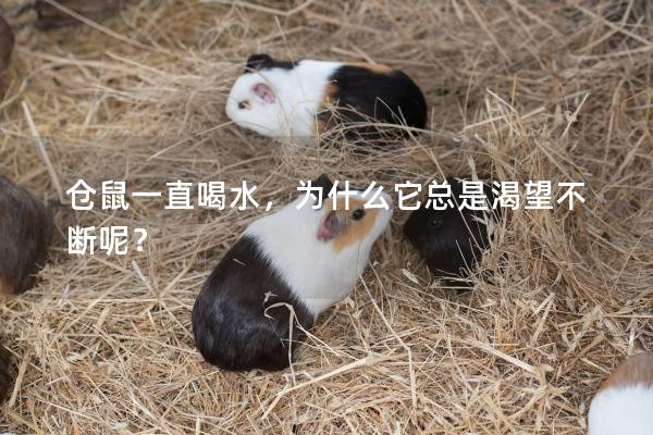 仓鼠一直喝水，为什么它总是渴望不断呢？