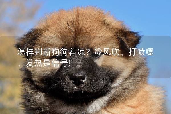怎样判断狗狗着凉?冷风吹、打喷嚏、发热是信号! 怎样判断狗狗着凉?冷风吹、打喷嚏、发热是信号!