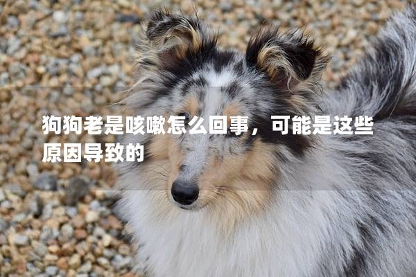 狗狗老是咳嗽怎么回事,可能是这些原因导致的 狗狗老是咳嗽怎么回事,可能是这些原因导致的