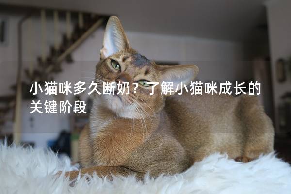 小猫咪多久断奶？了解小猫咪成长的关键阶段