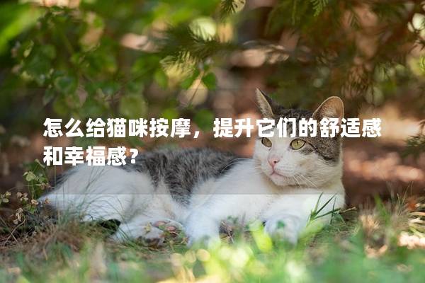 怎么给猫咪按摩，提升它们的舒适感和幸福感？