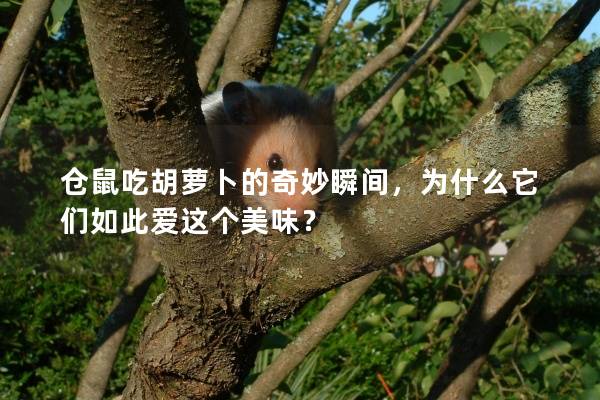 仓鼠吃胡萝卜的奇妙瞬间，为什么它们如此爱这个美味？