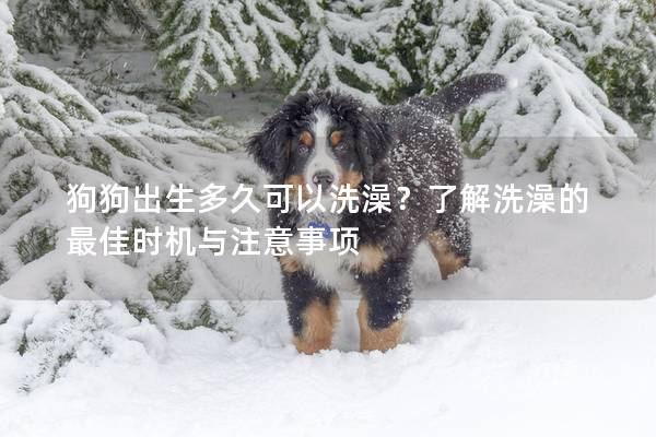狗狗出生多久可以洗澡？了解洗澡的最佳时机与注意事项