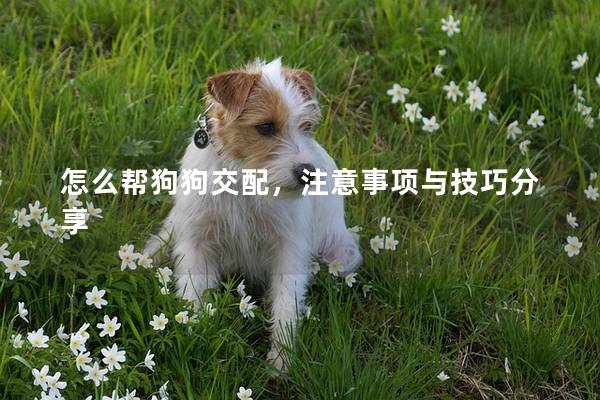 怎么帮狗狗交配，注意事项与技巧分享