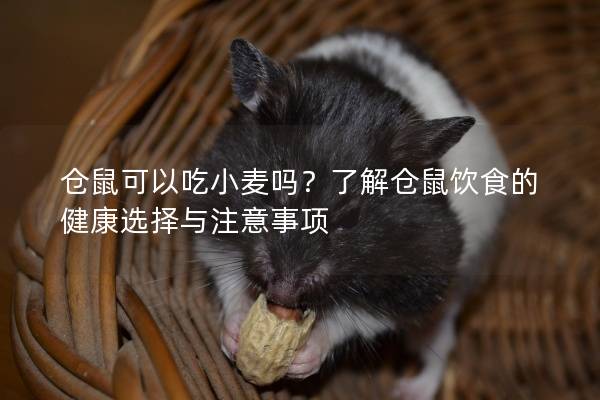 仓鼠可以吃小麦吗？了解仓鼠饮食的健康选择与注意事项