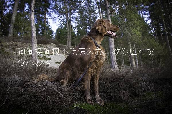 狗狗换狗粮不吃怎么办，教你应对挑食小妙招