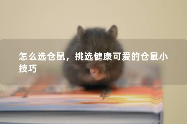 怎么选仓鼠,挑选健康可爱的仓鼠小技巧 怎么选仓鼠,挑选健康可爱的仓鼠小技巧