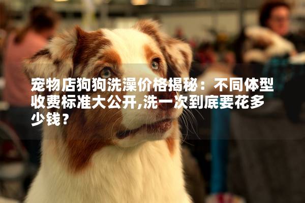 宠物店狗狗洗澡价格揭秘:不同体型收费标准大公开,洗一次到底要花多少钱? 宠物店狗狗洗澡价格揭秘:不同体型收费标准大公开,洗一次到底要花多少钱?