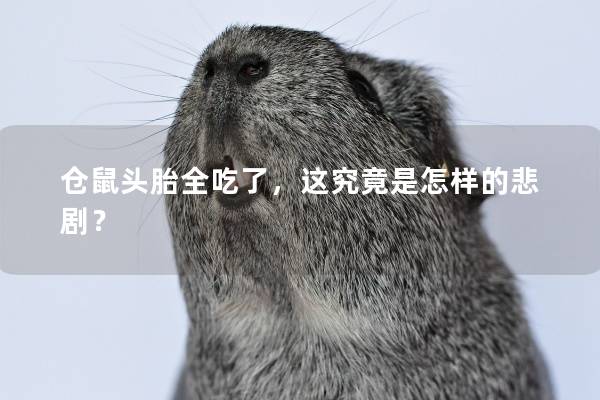 仓鼠头胎全吃了,这究竟是怎样的悲剧? 仓鼠头胎全吃了,这究竟是怎样的悲剧?