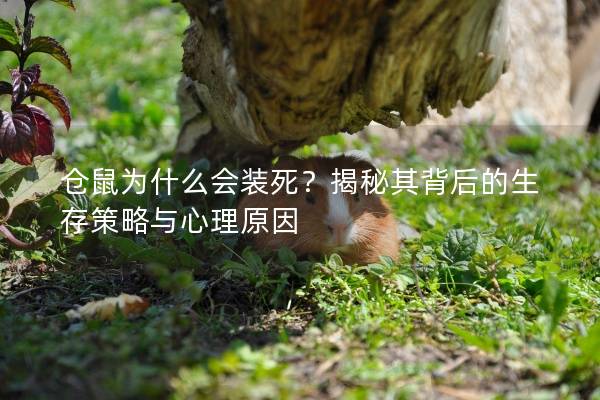 仓鼠为什么会装死?揭秘其背后的生存策略与心理原因 仓鼠为什么会装死?揭秘其背后的生存策略与心理原因