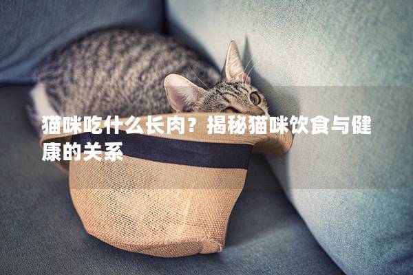 猫咪吃什么长肉？揭秘猫咪饮食与健康的关系
