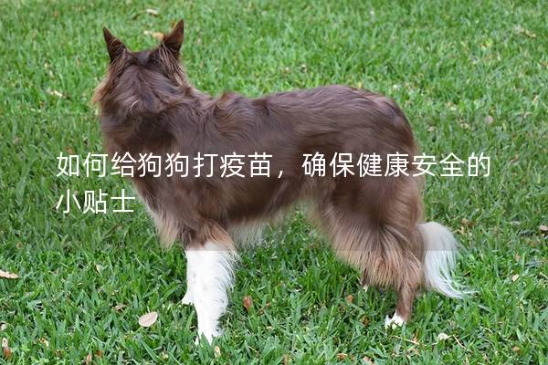 如何给狗狗打疫苗,确保健康安全的小贴士 如何给狗狗打疫苗,确保健康安全的小贴士