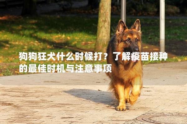 狗狗狂犬什么时候打？了解疫苗接种的最佳时机与注意事项