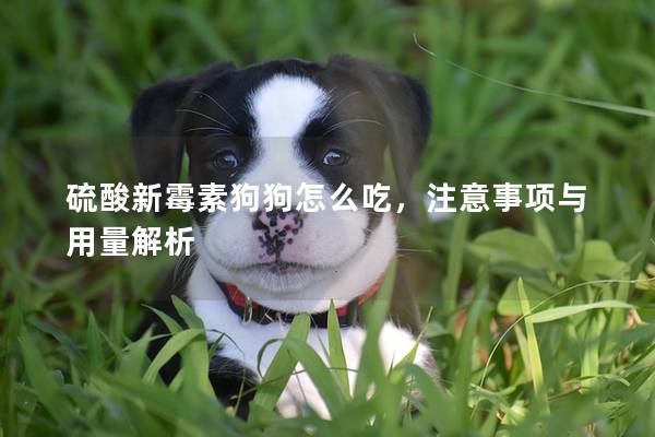 硫酸新霉素狗狗怎么吃，注意事项与用量解析