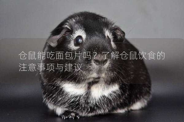仓鼠能吃面包片吗？了解仓鼠饮食的注意事项与建议
