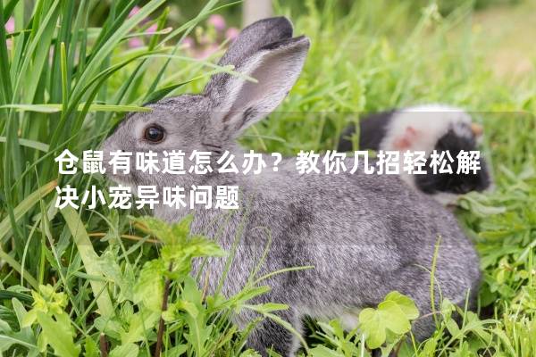 仓鼠有味道怎么办？教你几招轻松解决小宠异味问题