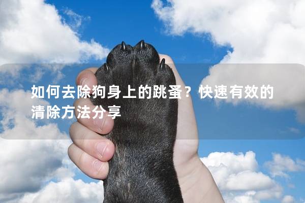 如何去除狗身上的跳蚤？快速有效的清除方法分享