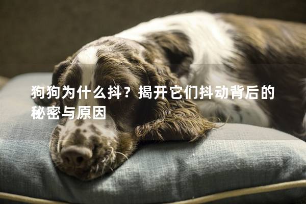 狗狗为什么抖?揭开它们抖动背后的秘密与原因 狗狗为什么抖?揭开它们抖动背后的秘密与原因