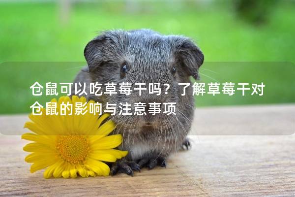 仓鼠可以吃草莓干吗？了解草莓干对仓鼠的影响与注意事项