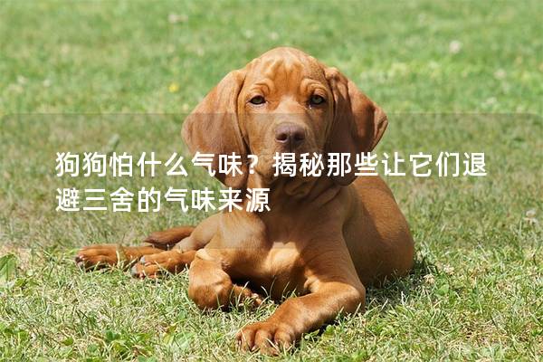 狗狗怕什么气味？揭秘那些让它们退避三舍的气味来源
