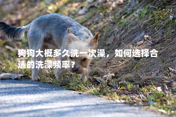 狗狗大概多久洗一次澡，如何选择合适的洗澡频率？