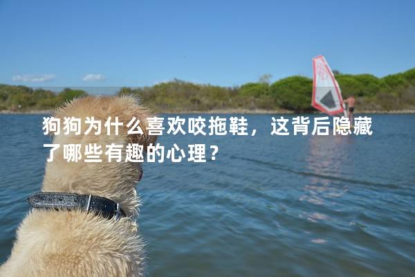 狗狗为什么喜欢咬拖鞋，这背后隐藏了哪些有趣的心理？