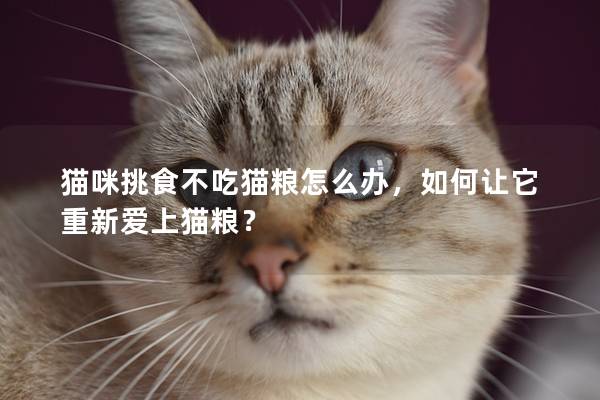 猫咪挑食不吃猫粮怎么办，如何让它重新爱上猫粮？
