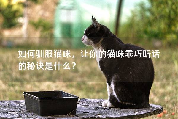如何驯服猫咪，让你的猫咪乖巧听话的秘诀是什么？
