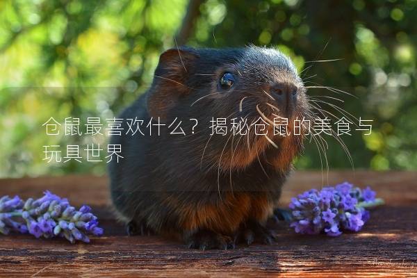 仓鼠最喜欢什么？揭秘仓鼠的美食与玩具世界