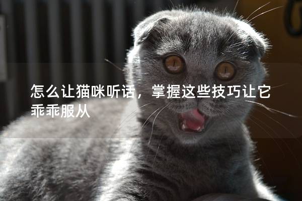 怎么让猫咪听话，掌握这些技巧让它乖乖服从