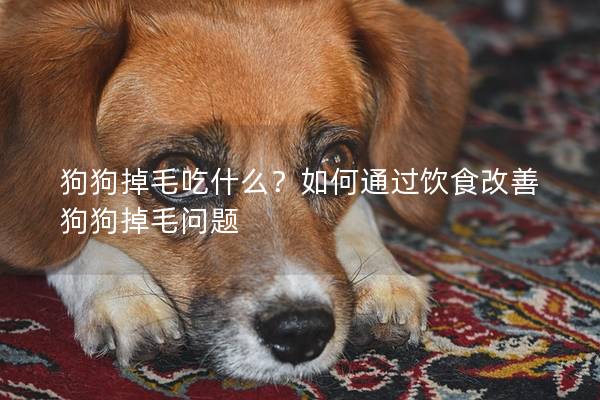 狗狗掉毛吃什么？如何通过饮食改善狗狗掉毛问题