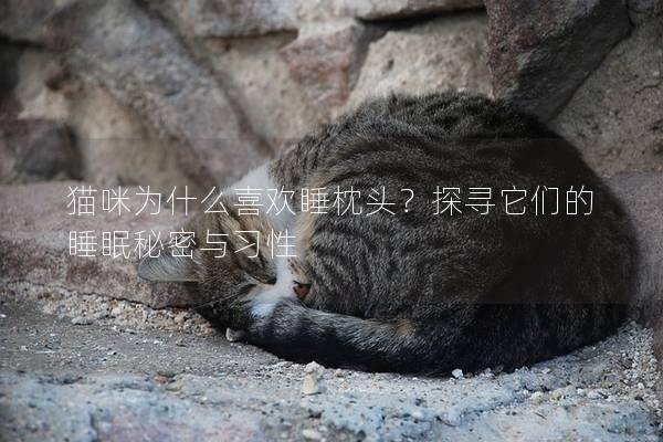 猫咪为什么喜欢睡枕头？探寻它们的睡眠秘密与习性