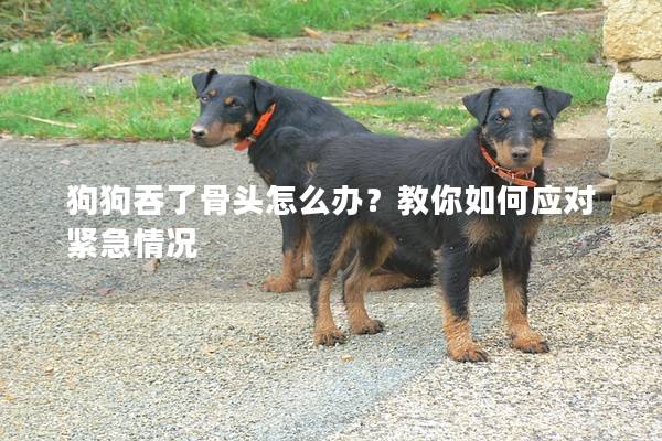 狗狗吞了骨头怎么办?教你如何应对紧急情况 狗狗吞了骨头怎么办?教你如何应对紧急情况