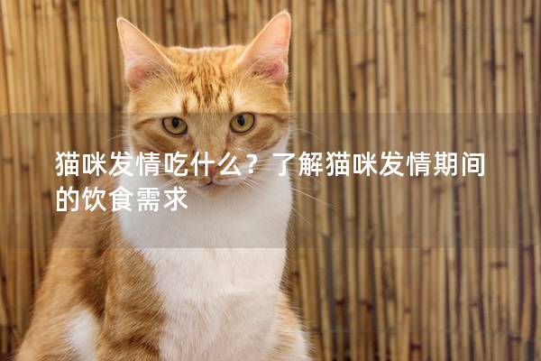 猫咪发情吃什么？了解猫咪发情期间的饮食需求