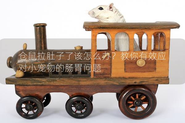 仓鼠拉肚子了该怎么办？教你有效应对小宠物的肠胃问题