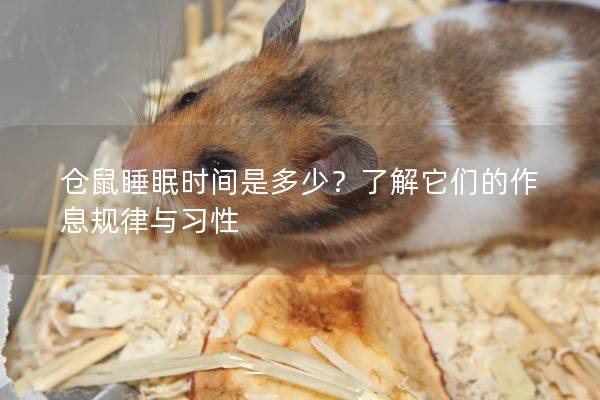 仓鼠睡眠时间是多少？了解它们的作息规律与习性