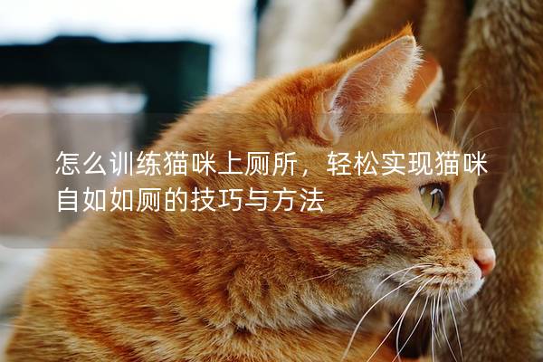 怎么训练猫咪上厕所，轻松实现猫咪自如如厕的技巧与方法